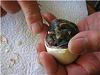 Click image for larger version. 

Name:	Removing Muscovy from Shell.jpg 
Views:	455 
Size:	7.1 KB 
ID:	2581