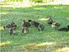 Click image for larger version. 

Name:	Ducklings in yard Muscovy.jpg 
Views:	459 
Size:	8.7 KB 
ID:	2582