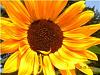 Click image for larger version. 

Name:	Sunflower with Bee 2.jpeg 
Views:	422 
Size:	10.4 KB 
ID:	2596