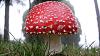 Click image for larger version. 

Name:	amanita-muscaria-mushroom_wide.jpg 
Views:	246 
Size:	127.8 KB 
ID:	2727