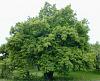 Click image for larger version. 

Name:	Its a tree.jpg 
Views:	304 
Size:	48.0 KB 
ID:	2830