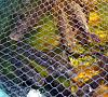 Click image for larger version. 

Name:	Tilapia in Tank 3-10-2014.jpg 
Views:	600 
Size:	373.2 KB 
ID:	4467