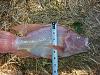 Click image for larger version. 

Name:	fish #2.jpg 
Views:	103 
Size:	77.2 KB 
ID:	5009