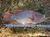Click image for larger version. 

Name:	fish #!.jpg 
Views:	111 
Size:	82.8 KB 
ID:	5010