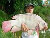 Click image for larger version. 

Name:	Huge  tilapia.jpg 
Views:	224 
Size:	36.3 KB 
ID:	3508